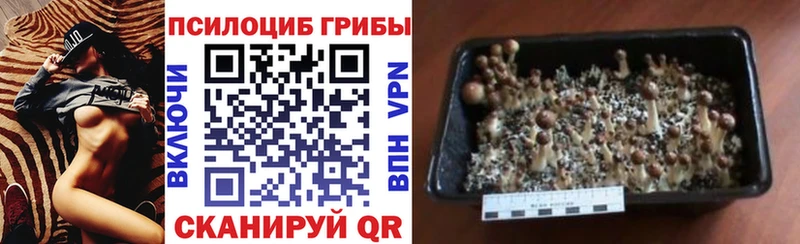 продажа наркотиков  Нерчинск  гидра tor  Псилоцибиновые грибы ЛСД 